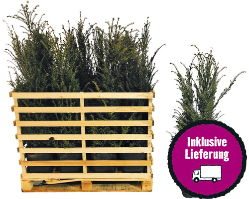 15 x Eibe FloraSelf Taxus baccata H 100-125 cm ClickCo für ca. 6 m Hecke