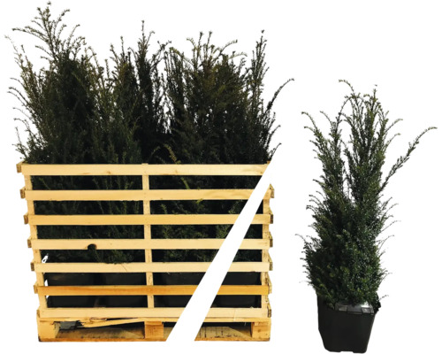 Europäische Eibe im Holzcontainer und im Topf