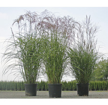 Drei Chinaschilf Pflanzen in Töpfen