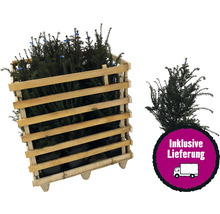 12 x Bechereibe FloraSelf Taxus media 'Hillii' männlich, nicht-fruchtend H 60-80 cm ClickCo für ca. 4 m Hecke