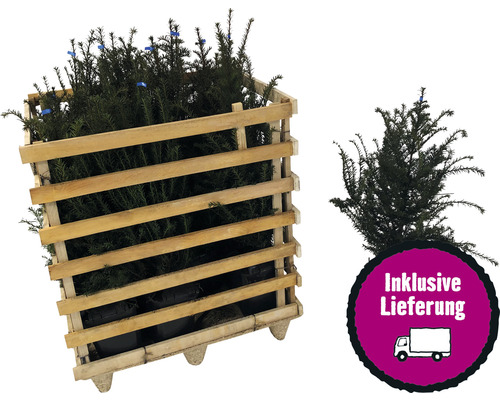 35 x Bechereibe FloraSelf Taxus media 'Hillii' männliche, nicht-fruchtend H 60-80 cm ClickCo für ca. 12 m Hecke