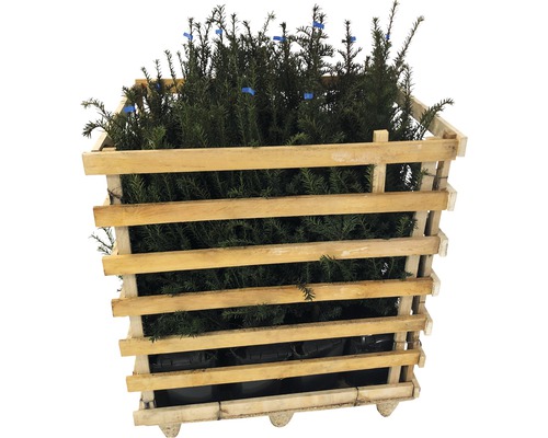 Eibe im Holzverschlag zur Gartengestaltung