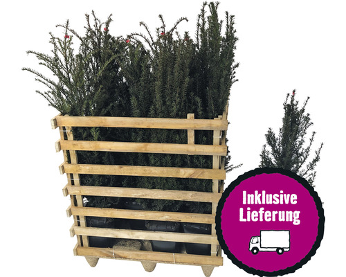 12 x Eibe FloraSelf Taxus baccata H 80-100 cm im ClickCo für ca. 4 m Hecke