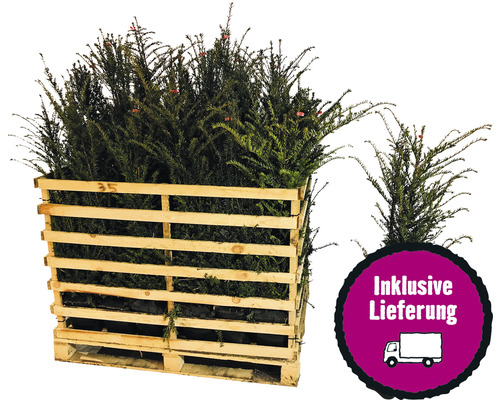 20 x Eibe FloraSelf Taxus baccata H 80-100 cm im Co 10 L für ca. 7 m Hecke