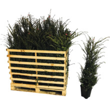 Europäische Eiben in Holzpalette und einzelnem Topf