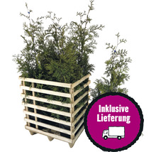 Lebensbäume im Holzkasten mit inklusive Lieferung