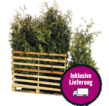 Lebensbäume in einer Holzpalette mit dem Hinweis inklusive Lieferung