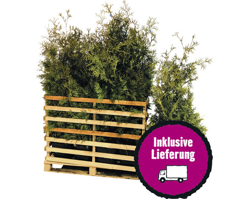 15 x Lebensbaum FloraSelf Thuja occidentalis 'Brabant' H 125-150 cm ClickCo für ca. 7,5 m Hecke