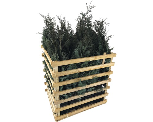 Lebende Zypressen in einem Holzkäfig für den Transport