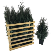 Lebensbäume im Holzkasten und im Topf