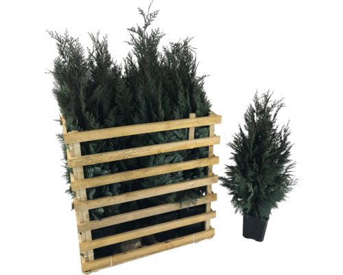 Lebensbäume im Holzkasten und im Topf