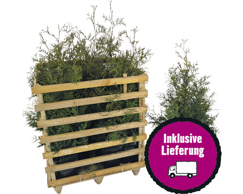 12 x Lebensbaum FloraSelf Thuja occidentalis 'Brabant' H 80-100 cm ClickCo für ca. 5 m Hecke