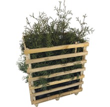 Lebensbaumhecke im Holzkasten