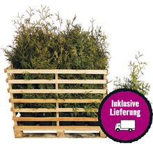 15 x Lebensbaum FloraSelf Thuja occidentalis 'Brabant' H 100-125 cm Co 12 L für ca. 6 m Hecke