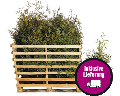 35 x Lebensbaum FloraSelf Thuja occidentalis 'Brabant' H 80-100 cm ClickCo für ca. 14 m Hecke