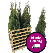 Lebensbaumheckenpflanzen im Holzcontainer inklusive Lieferung