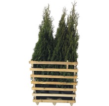 Mehrere Thuja Pflanzen im Holzcontainer