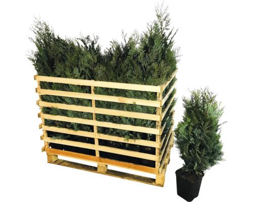 Holzkiste gefüllt mit Thuja Pflanzen und eine einzelne Thuja Pflanze im Topf