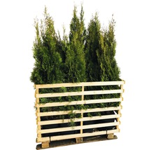 Palette mit mehreren Thuja Pflanzen