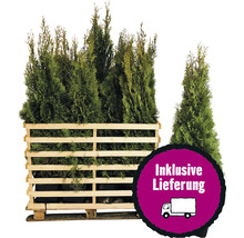 Lebensbaumheckenpflanzen im Holzverschlag mit Liefersymbol