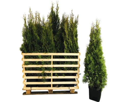 Thuja Smaragd Pflanzen im Holzcontainer und Topf