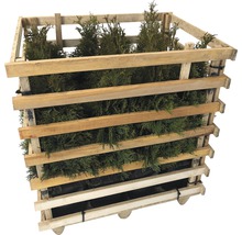 Palette mit mehreren Thuja Pflanzen