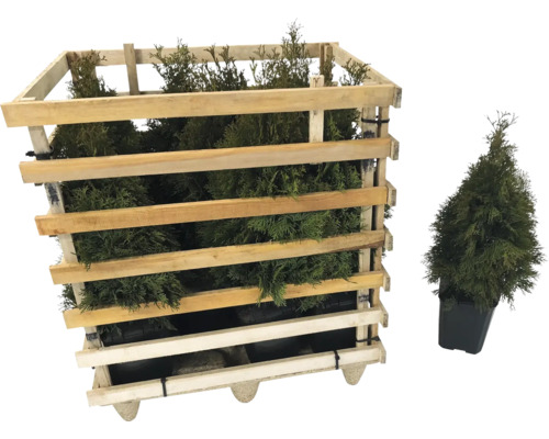 Lebensbaumheckenpflanzen in Holzkiste und Topfpflanze