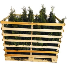 Palette mit 35 Thuja-Pflanzen in einer Größe von 40 bis 60 cm