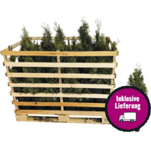 Lebensbäume in einer Holzkiste mit inklusivem Liefersiegel