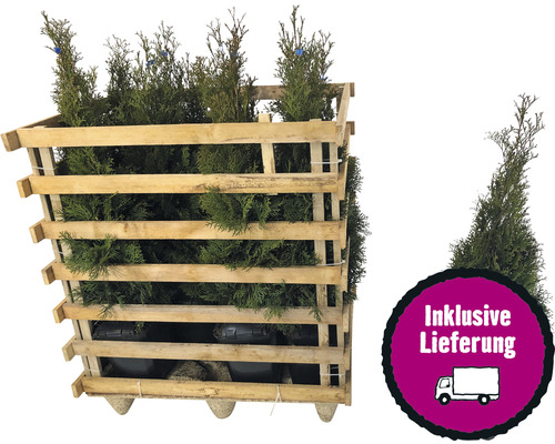 12 x Lebensbaum FloraSelf Thuja occidentalis 'Smaragd' H 60-80 cm ClickCo für ca. 4 m Hecke-0