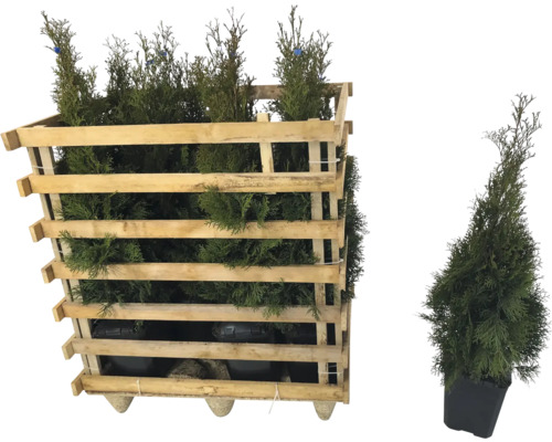 Lebensbäume in einer Holzkiste und ein Lebensbaum im Topf.