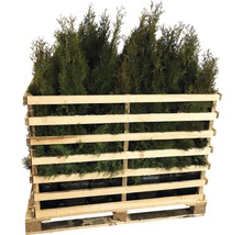 Lebensbäume in einer Holzpalette