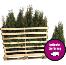 Lebensbäume in einer Holzkiste auf einer Palette für den Transport