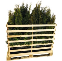 Palette mit Thuja-Pflanzen