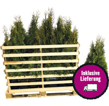 Lebensbäume im Holzpalettencontainer inklusive Lieferung