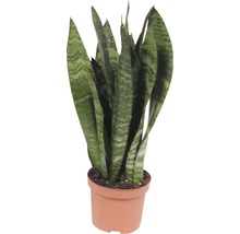 Sansevieria in einem Topf