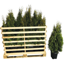 Mehrere Thuja-Pflanzen in einer Holzkiste und eine Thuja-Pflanze in einem Topf.