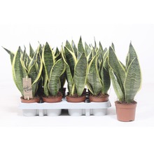 Mehrere Bogenhanfpflanzen in Töpfen auf einem Tablett