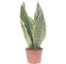 Sansevieria in einem Topf