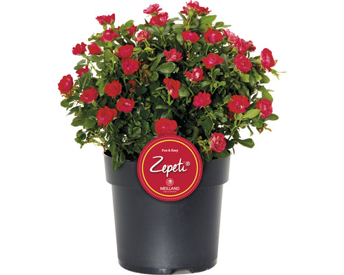 Rose "Zepeti" H ca. 30 cm Co 3,5 L Busch