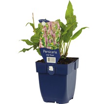 Knöterich Rosea Pflanze im Topf