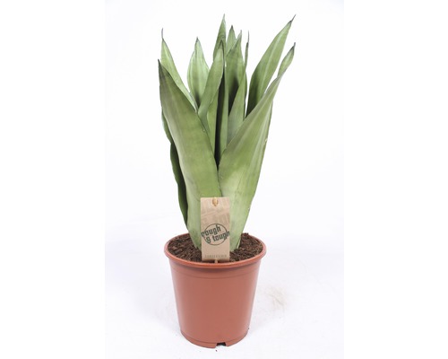 Bogenhanf FloraSelf Sansevieria tirfasciata 'Moonshine' H 55-65 cm Ø 17 cm Topf