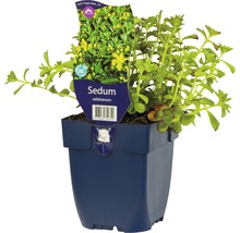 Fetthenne Selskianium in einem Topf