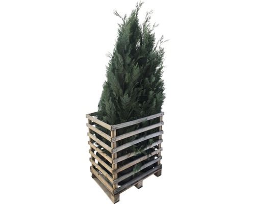 Lebender Baum in einer Holzpalette