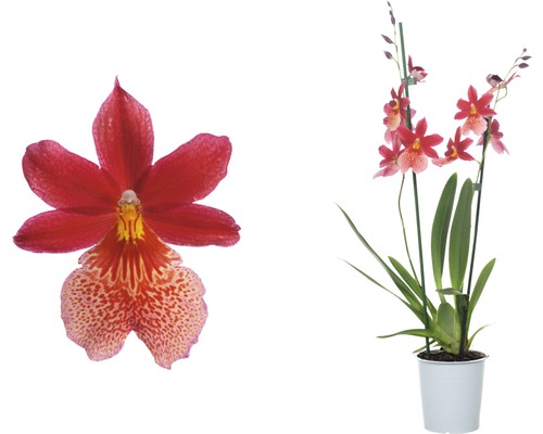 Miltonidium-Orchidee im Topf mit Blüte im Detail