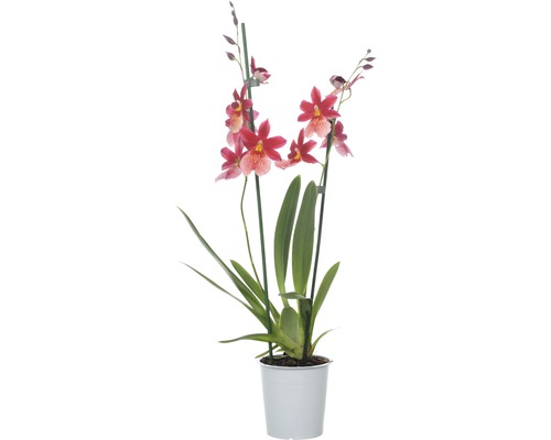 Cambria-Orchidee FloraSelf Cambria 'Nelly Isler' H 50-60 cm Ø 12 cm Topf 2 Rispen Orchidee im Topf