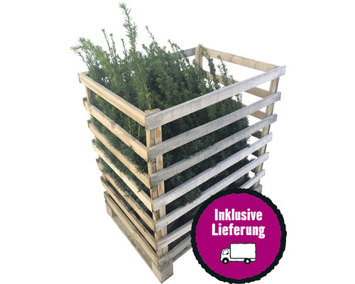12 x Weibliche, Fruchtende Bechereibe FloraSelf Taxus media 'Hicksii' H 60-80 cm ClickCo für ca. 4 m Hecke Eibe im Holzcontainer inklusive Lieferung