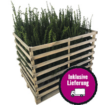 Eibe im Holzkübel inklusive Lieferung