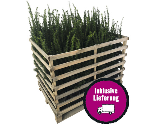 35 x Weibliche, Fruchtende Bechereibe FloraSelf Taxus media 'Hicksii' H 60-80 cm ClickCo für ca. 12 m Hecke