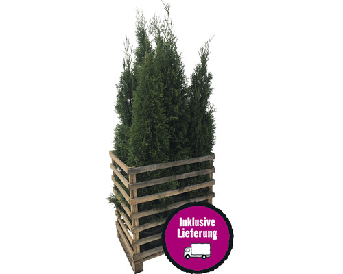 6 x Lebensbaum FloraSelf Thuja occidentalis 'Smaragd' H 150-175 cm im Co 12 L für ca. 3 m Hecke